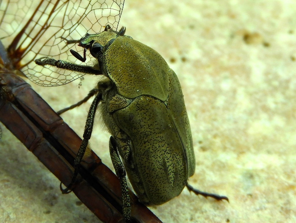 Hologymnetis margaritis