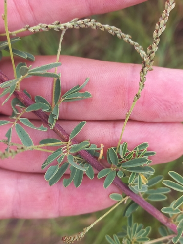 Image of Indigofera tristis by (c) Brian du Preez, some rights reserved (CC BY-SA)