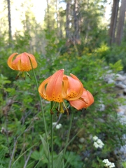Lilium pardalinum shastense