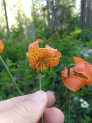 Lilium pardalinum shastense