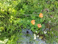Lilium pardalinum shastense
