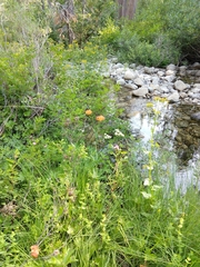 Lilium pardalinum shastense