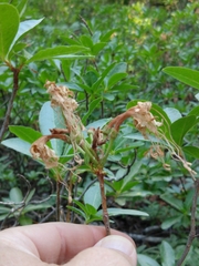 Rhododendron occidentale