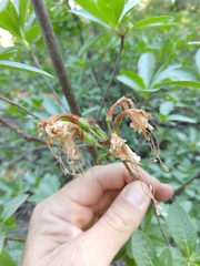 Rhododendron occidentale