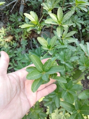 Rhododendron occidentale