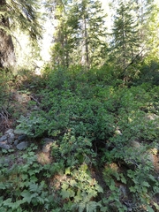 Rhododendron occidentale