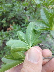 Rhododendron occidentale