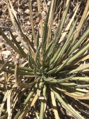 Agave schottii schottii