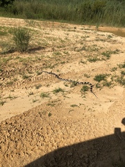Pituophis melanoleucus melanoleucus