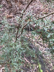 Kunzea leptospermoides