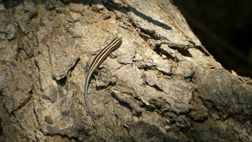 Blue-tailed Snake-eyed Skink — seen at this dive site