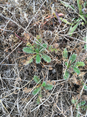 Acaena pinnatifida californica