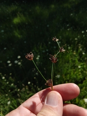 Juncus orthophyllus