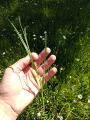 Juncus orthophyllus