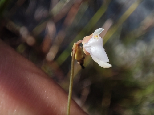 Image of Utricularia caerulea by (c) Muhammad HEEMBOO, some rights reserved (CC BY)