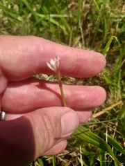 Zephyranthes minima, photograph (c) Roderick Cameron, some rights reserved (CC BY)