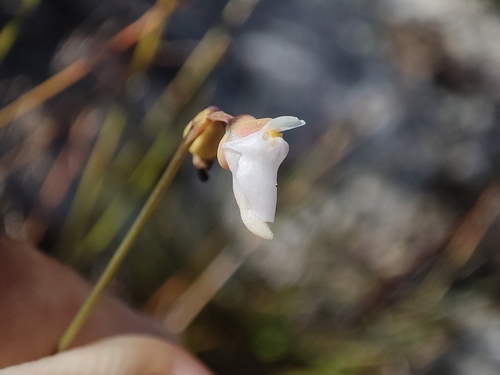 Image of Utricularia caerulea by (c) Muhammad HEEMBOO, some rights reserved (CC BY)