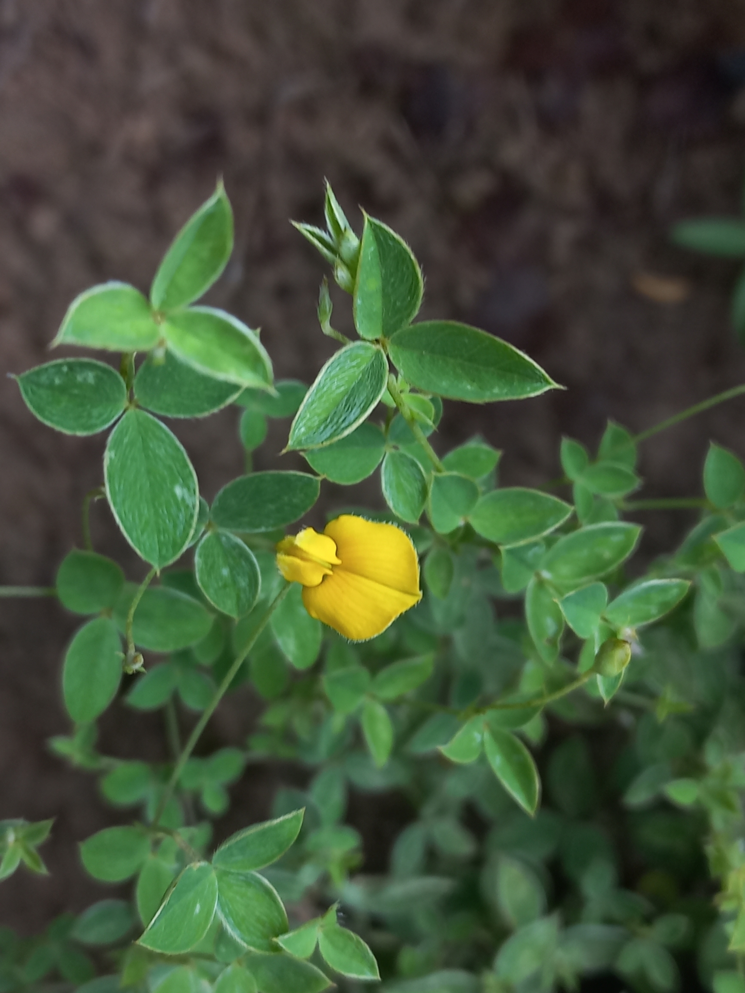 Argyrolobium adscendens