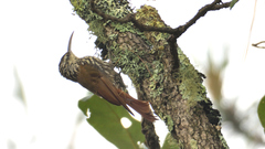 Lepidocolaptes leucogaster