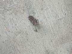 Blattodea