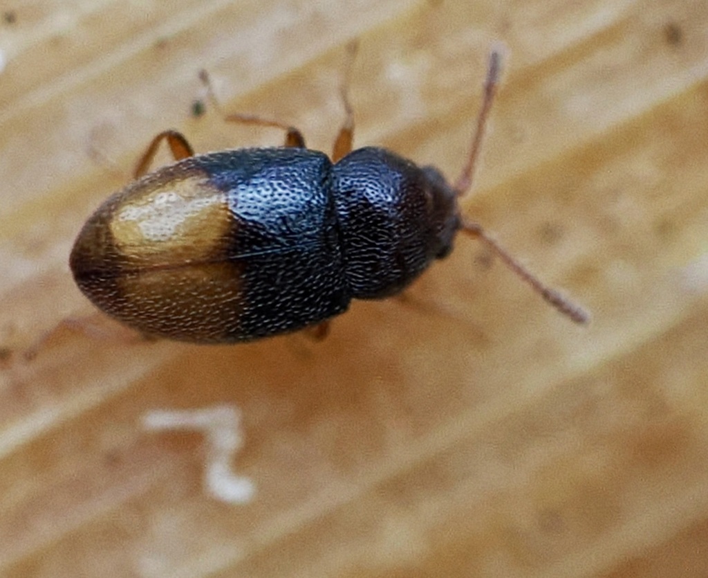 Atomaria mesomela