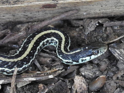 Texas Garter Snake