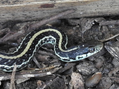 Thamnophis sirtalis annectens