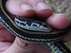 Thamnophis sirtalis annectens