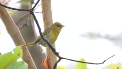 Piranga erythrocephala