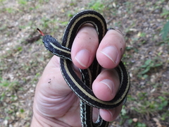 Thamnophis sirtalis annectens