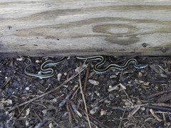 Thamnophis sirtalis annectens