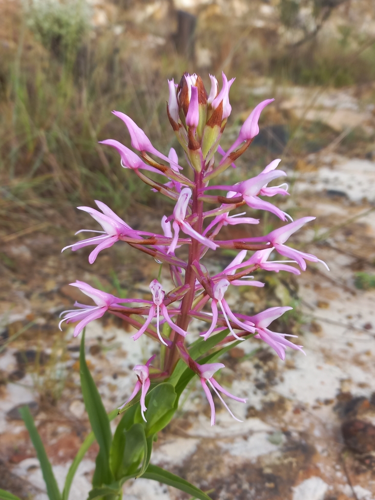 Disa nervosa