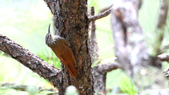 Lepidocolaptes leucogaster