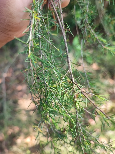 Image of Baeckea frutescens by (c) Muhammad HEEMBOO, some rights reserved (CC BY)