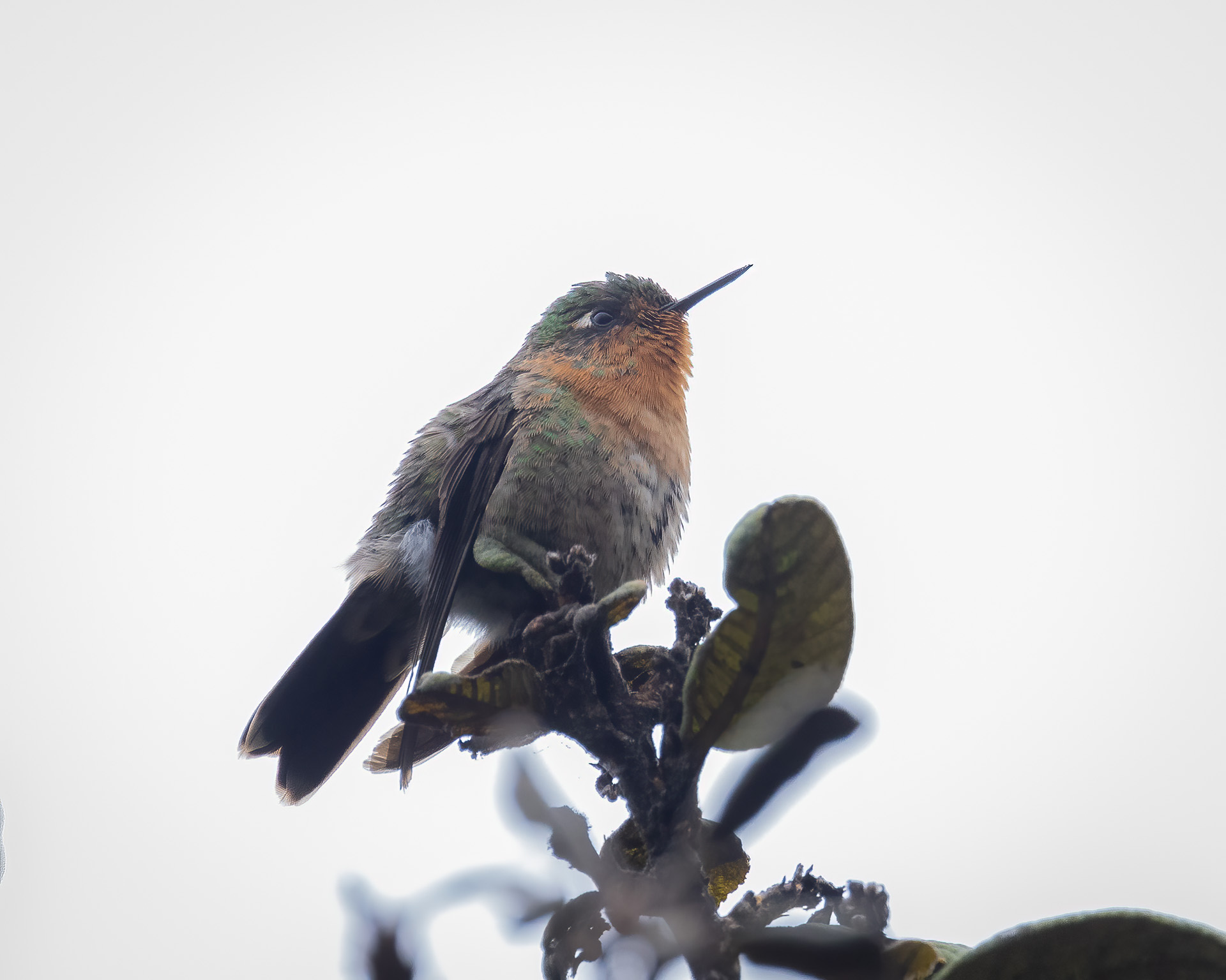 Tyrian Metaltail (Metallura tyrianthina), photo 9