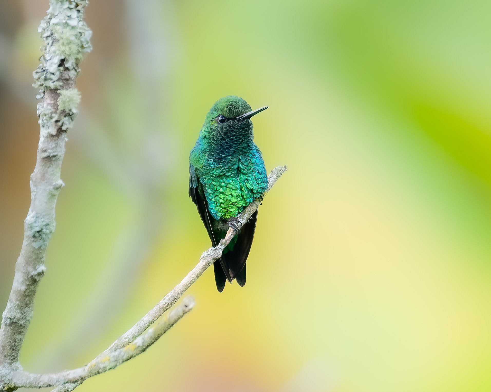 Western Emerald (Chlorostilbon melanorhynchus), photo 4