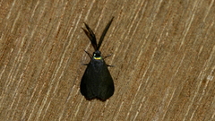 Pollanisus lithopastus