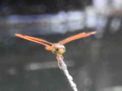 Perithemis tenera