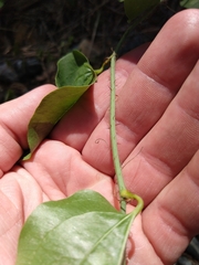 Smilax californica