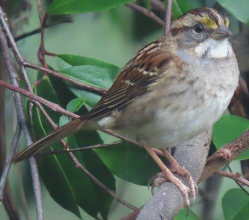 White-throated Sparrow photographed in Florida
