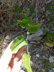 Smilax californica