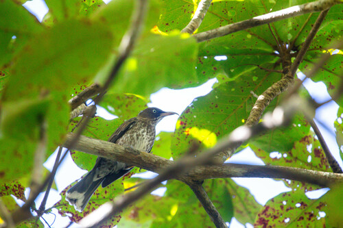 pearly-eyed thrasher (Margarops fuscatus)