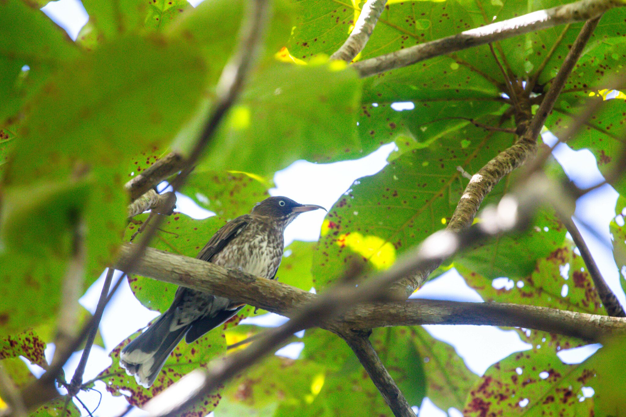 Pearly-eyed Thrasher illustration