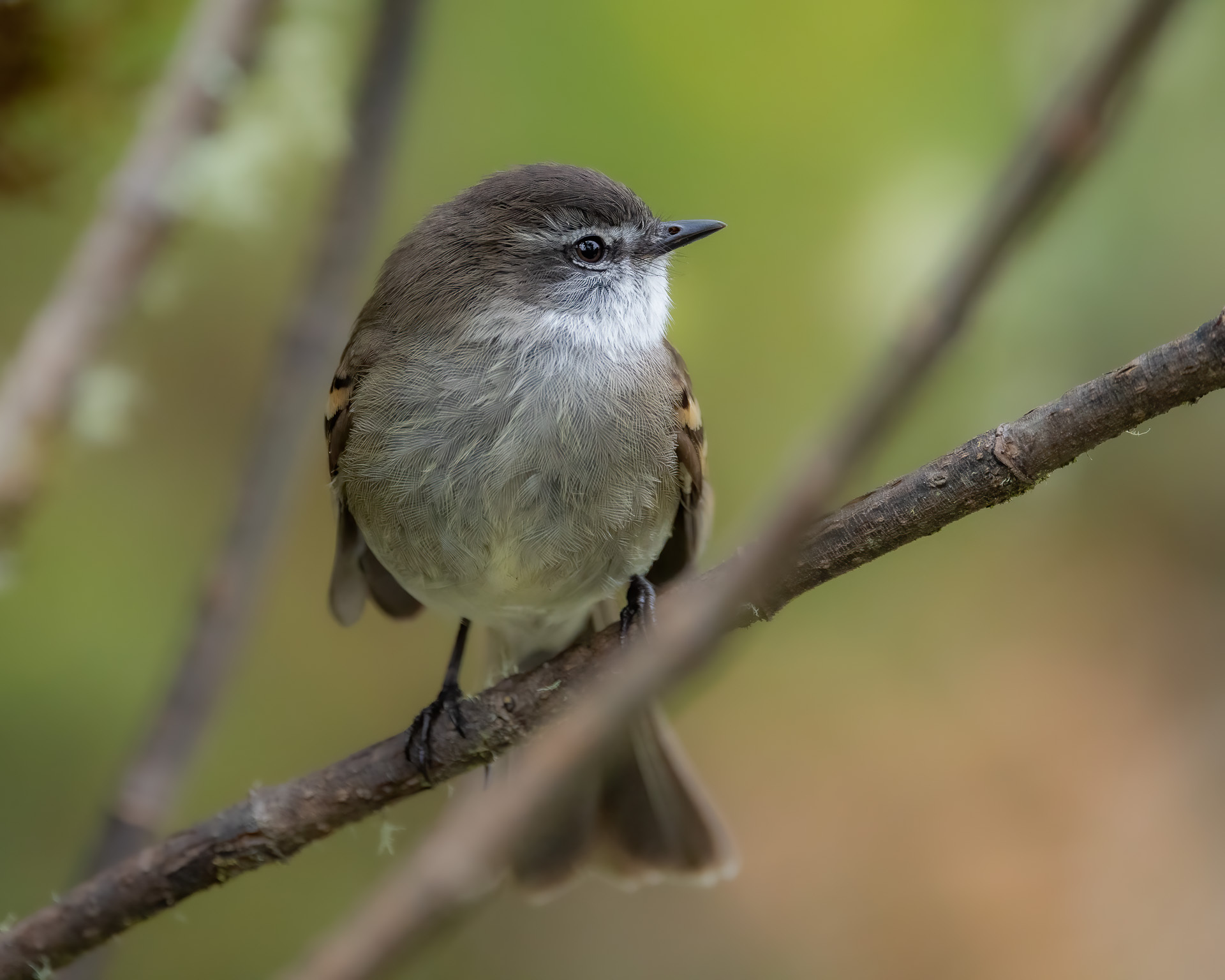 White-throated Tyrannulet (Mecocerculus leucophrys), photo 6