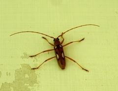Eburia paraegrota
