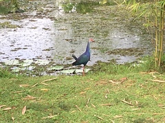 Porphyrio poliocephalus