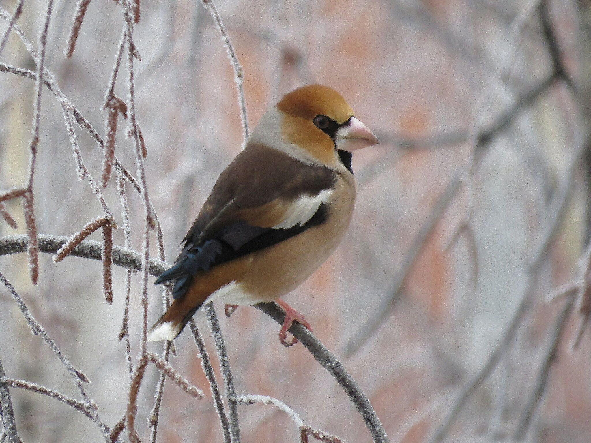 iNaturalist.org. Н. Васильева, Чебоксары Чувашия, февраль 2025