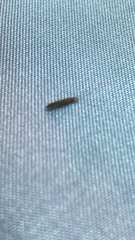 Insecta