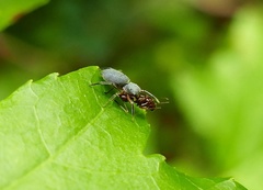 Tutelina