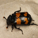 Banded Sexton Beetle - Photo (c) Jim Johnson, some rights reserved (CC BY-NC-ND), uploaded by Jim Johnson
